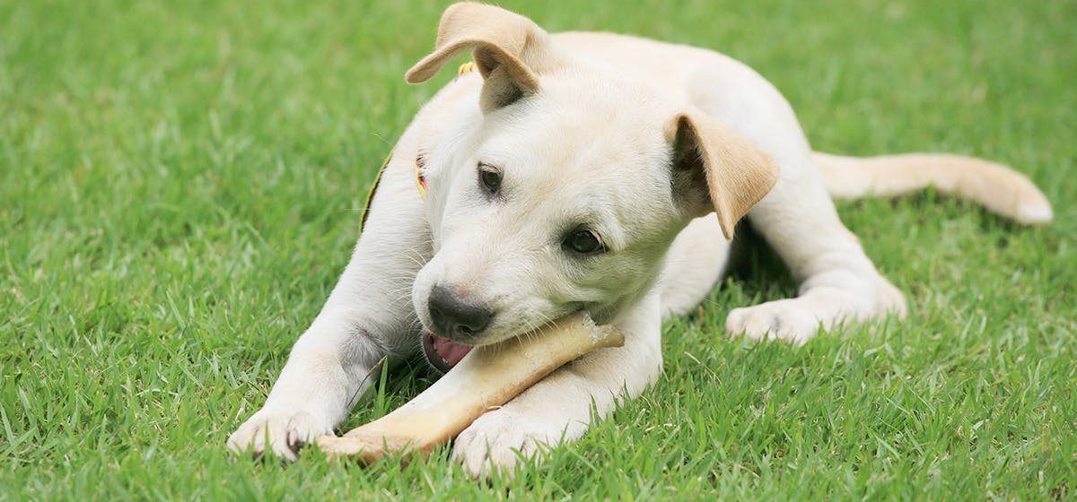 best store bought bone broth for dogs