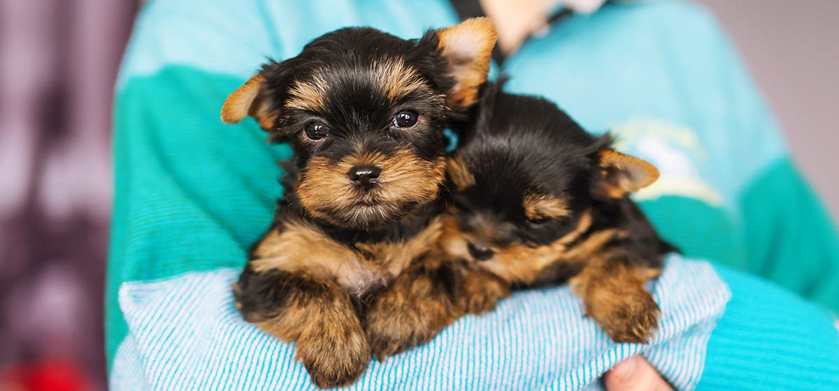 how do you tell if a dog is happy or angry