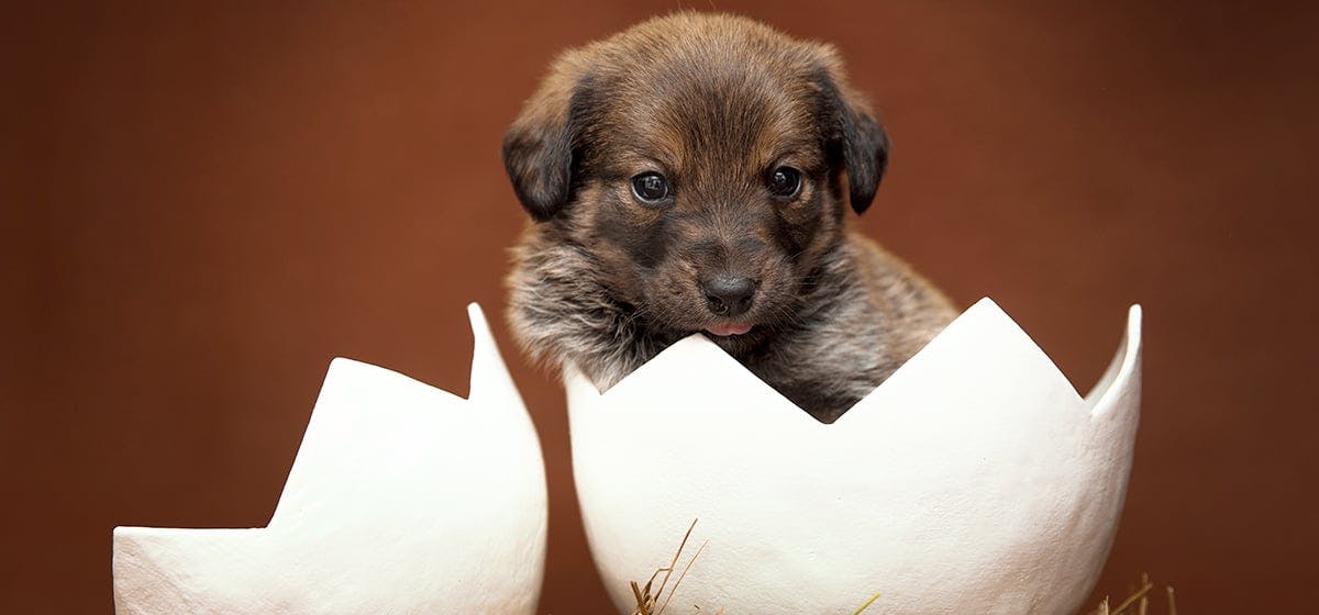 dog hearing frequency