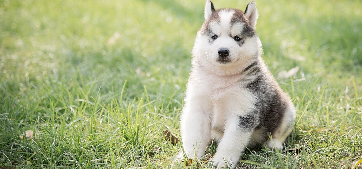 Husky puppy sales breathing fast