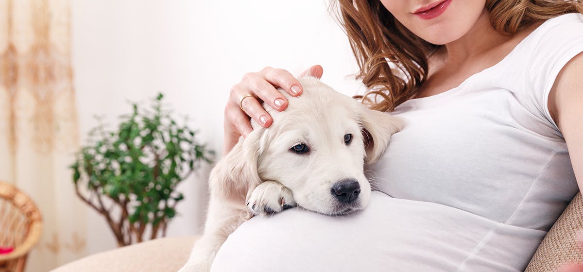 can-dogs-sense-pregnancy