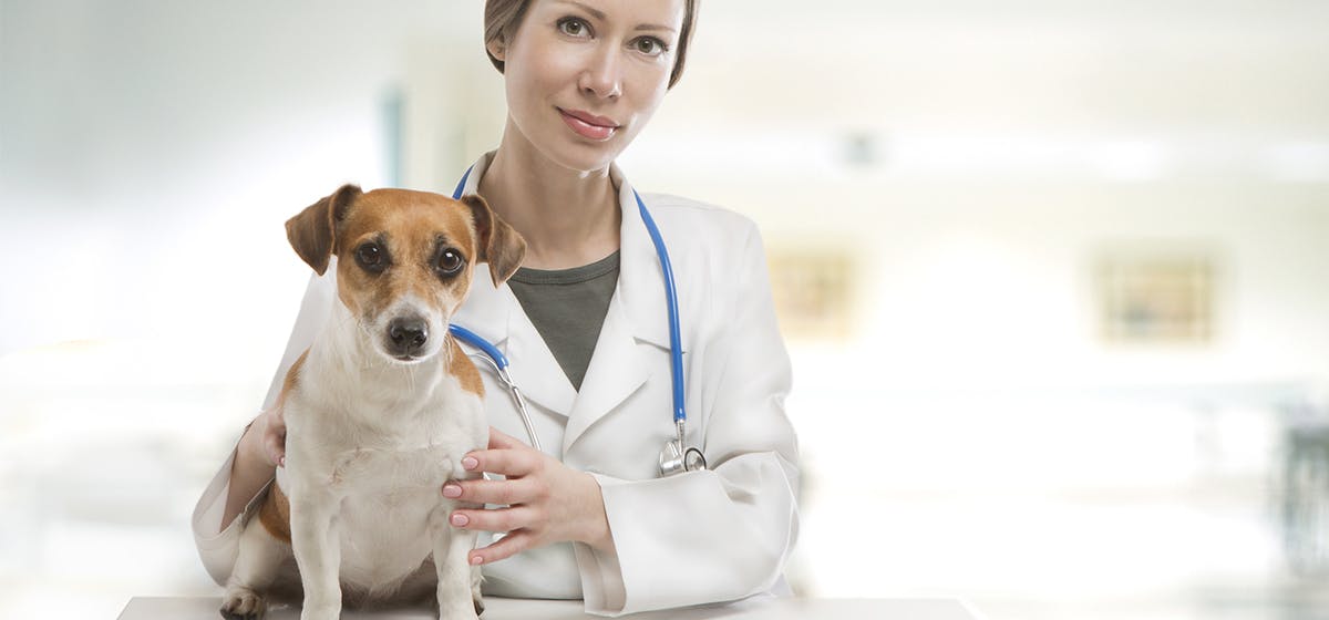 How long does a dog live after a cancer diagnosis