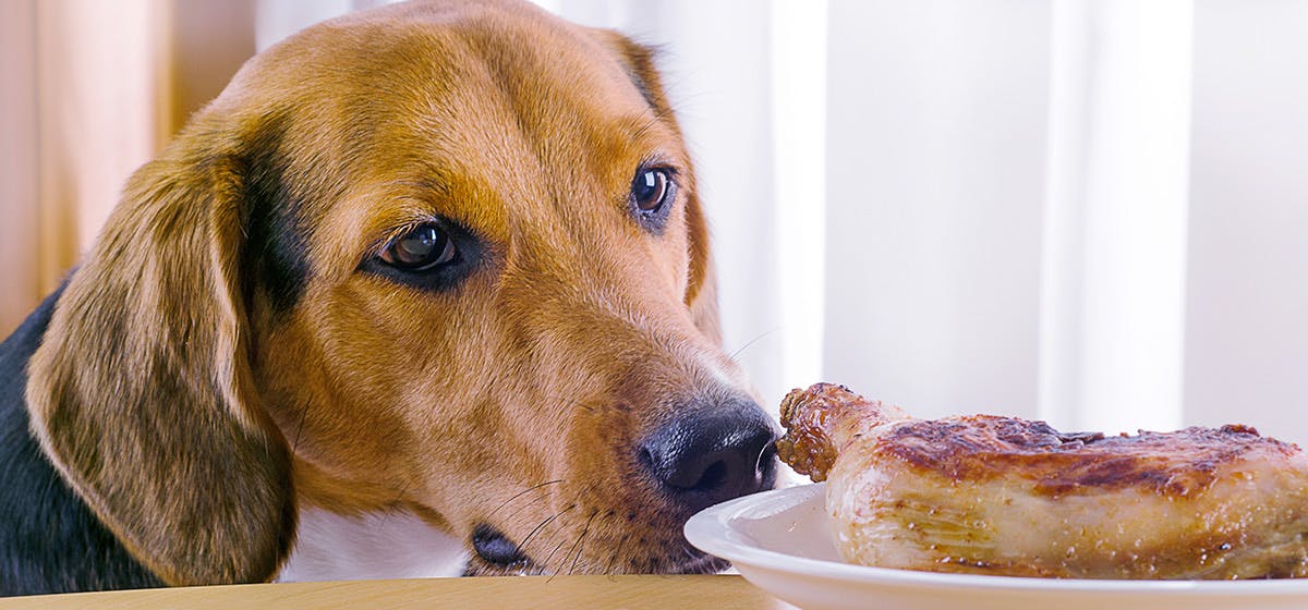 can dogs live without eating meat