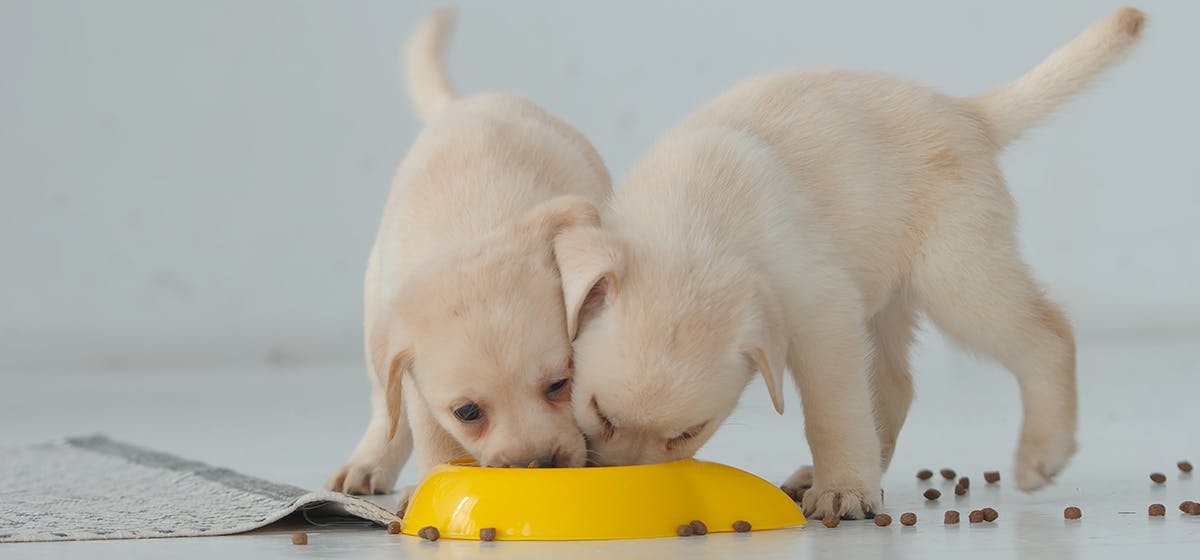 can-dogs-live-on-just-dry-food