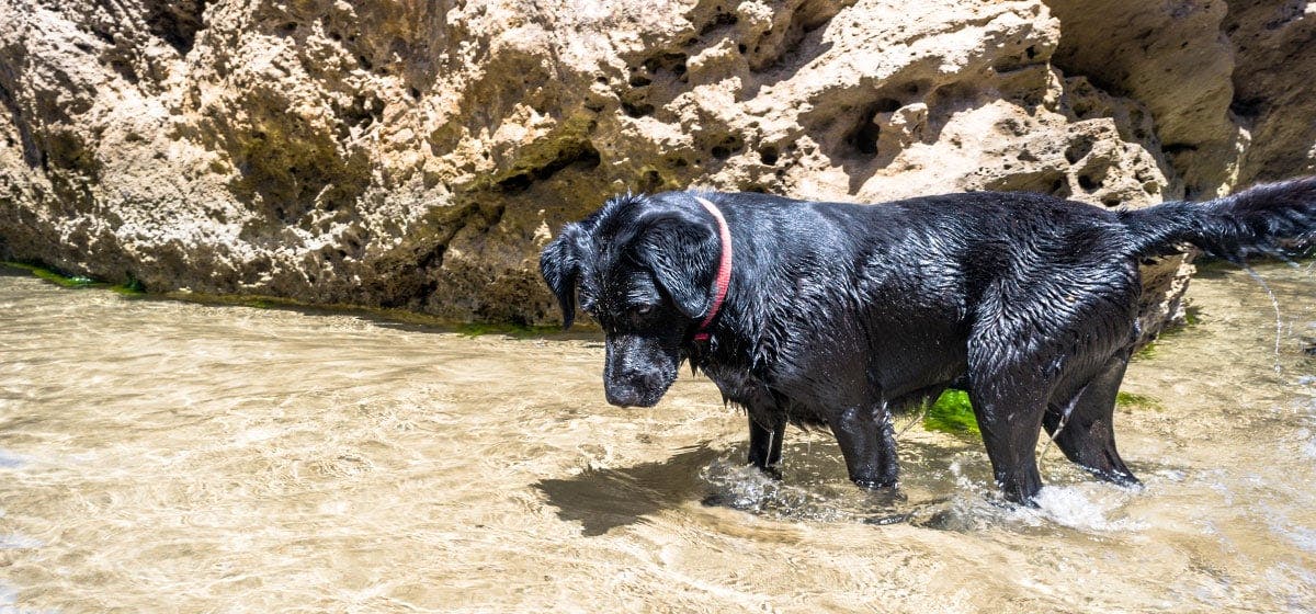 can-dogs-live-with-fish