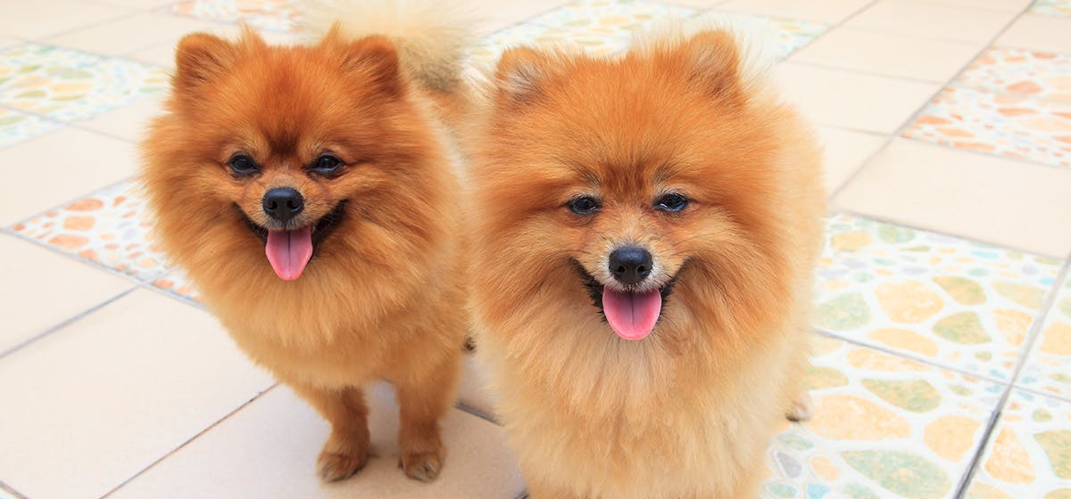 can dogs have identical twins