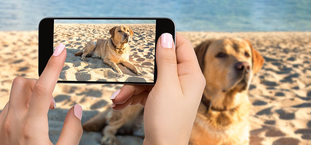 can dogs see phone screens