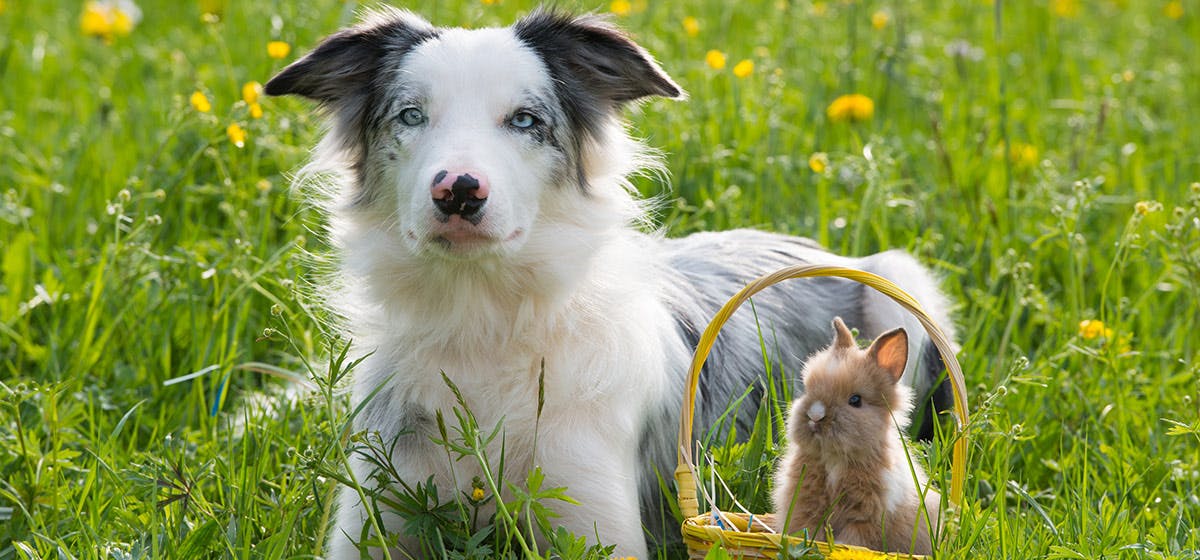 Can Dogs Live With Rabbits Wag