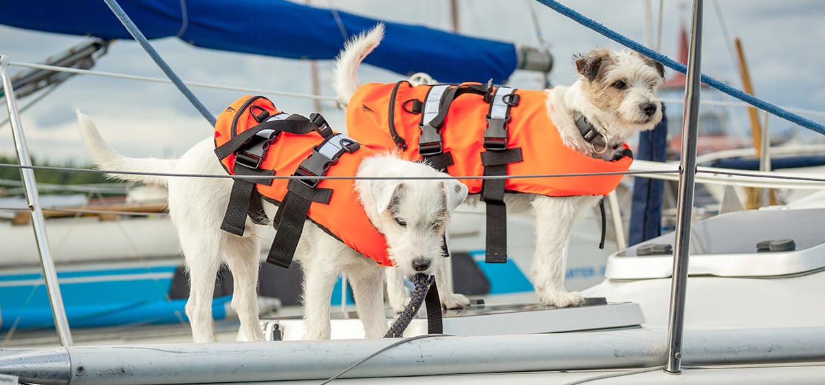 dog living on sailboat