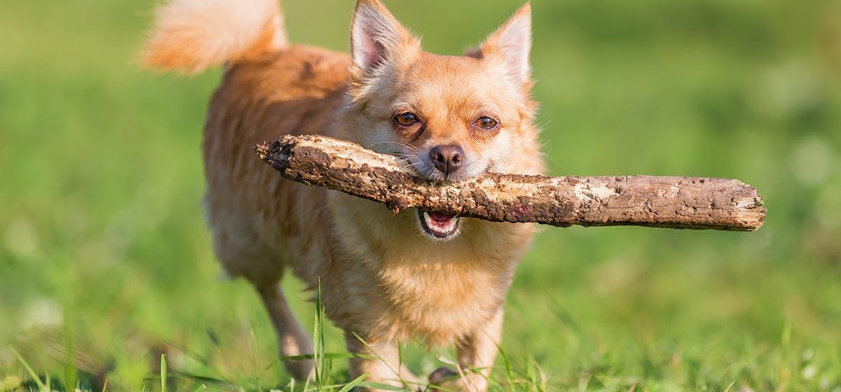 can-dogs-chew-on-sticks