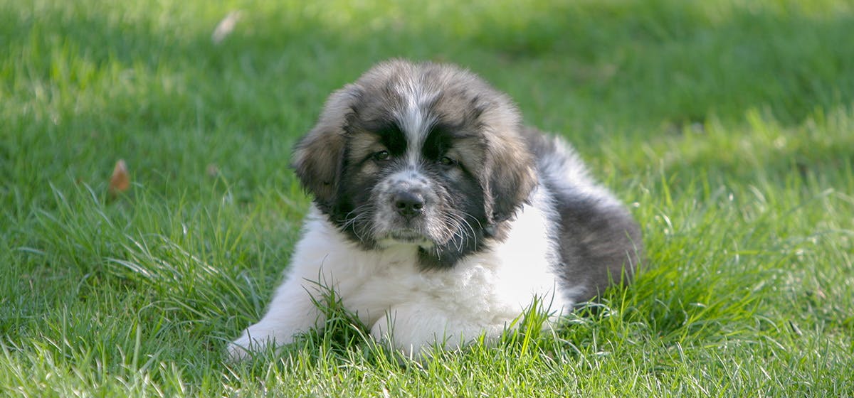 can-newfoundland-dogs-live-in-apartments