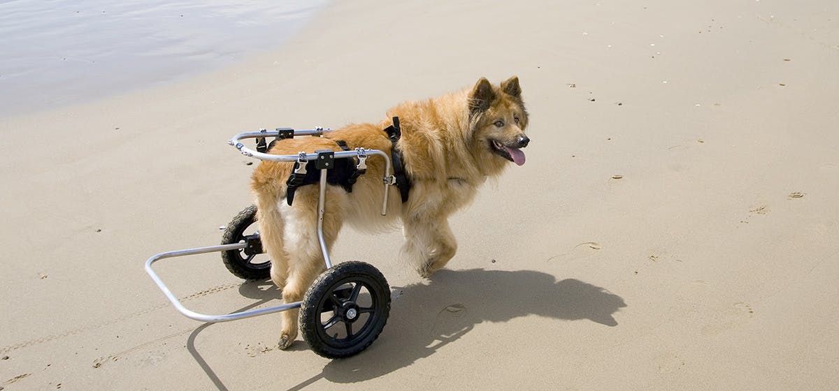 Can Dogs Live A Normal Life With Hip Dysplasia Wag