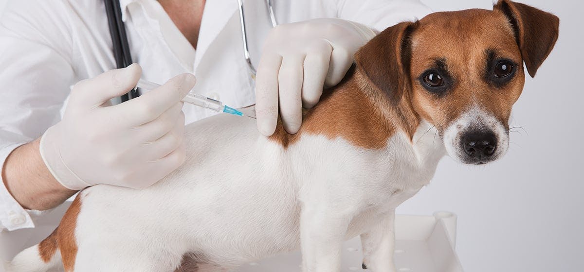 do dogs feel ill after vaccinations