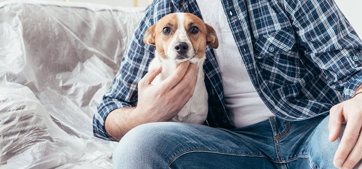 Service dogs in store apartments