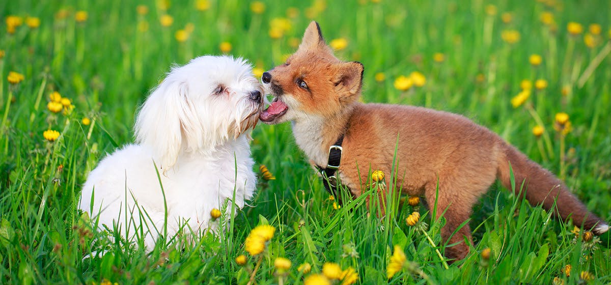 can fox poo harm dogs