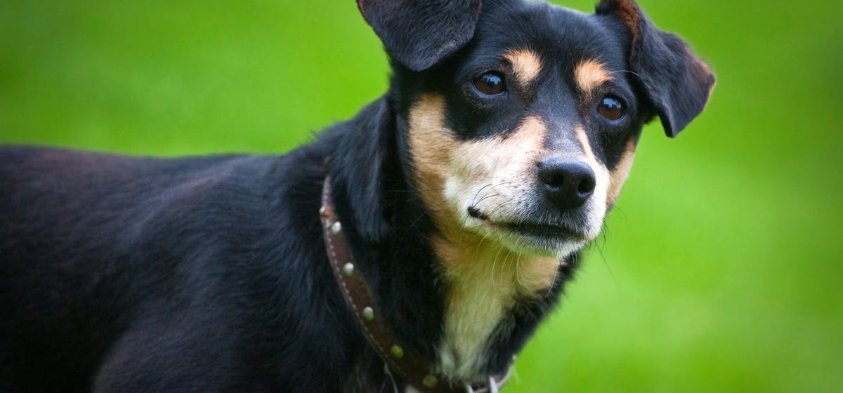 can-dogs-live-with-ferrets