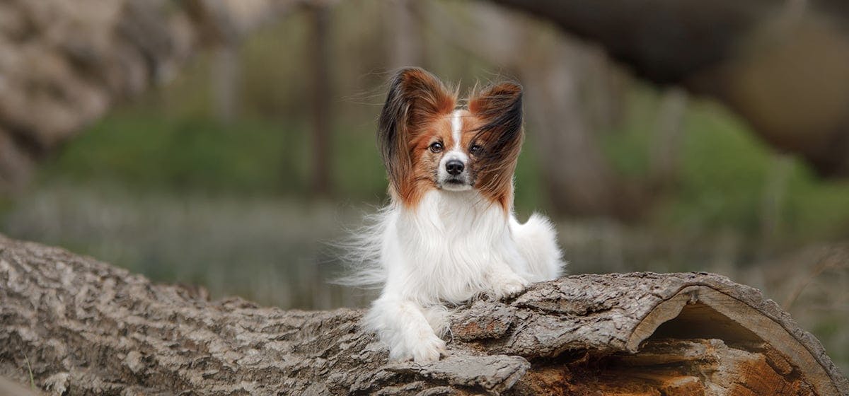 can-dogs-climb-trees