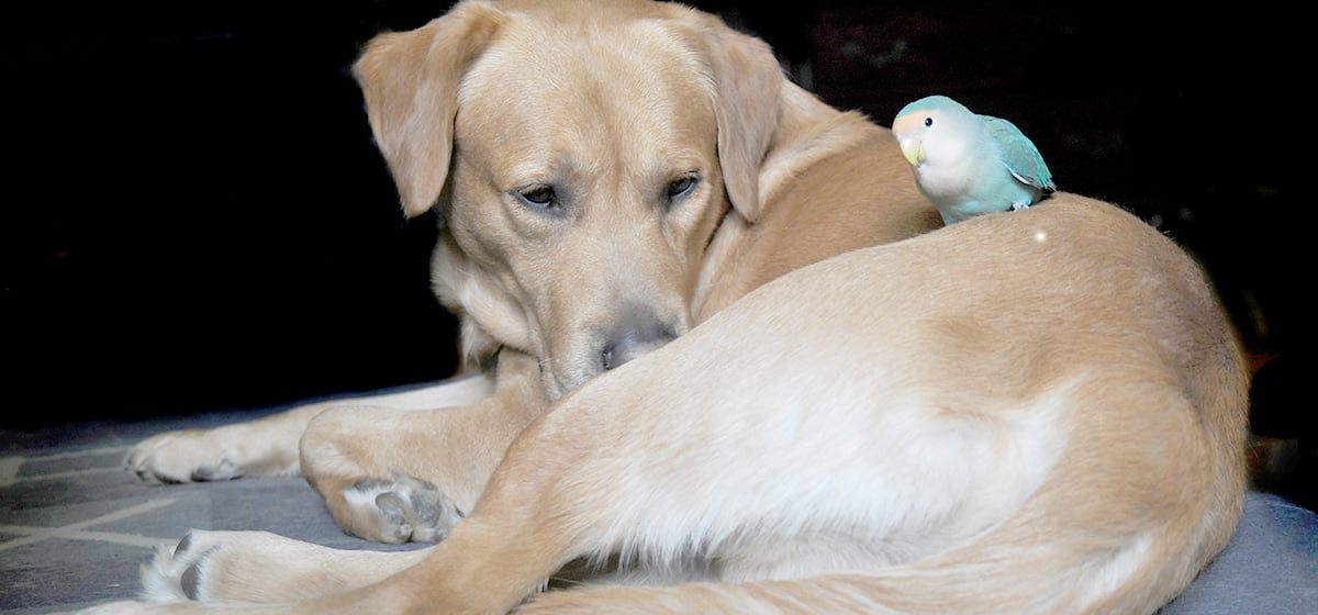 can-dogs-live-with-parrots