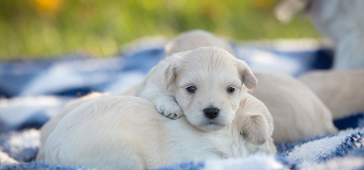 can-dogs-smell-other-dogs-on-clothes