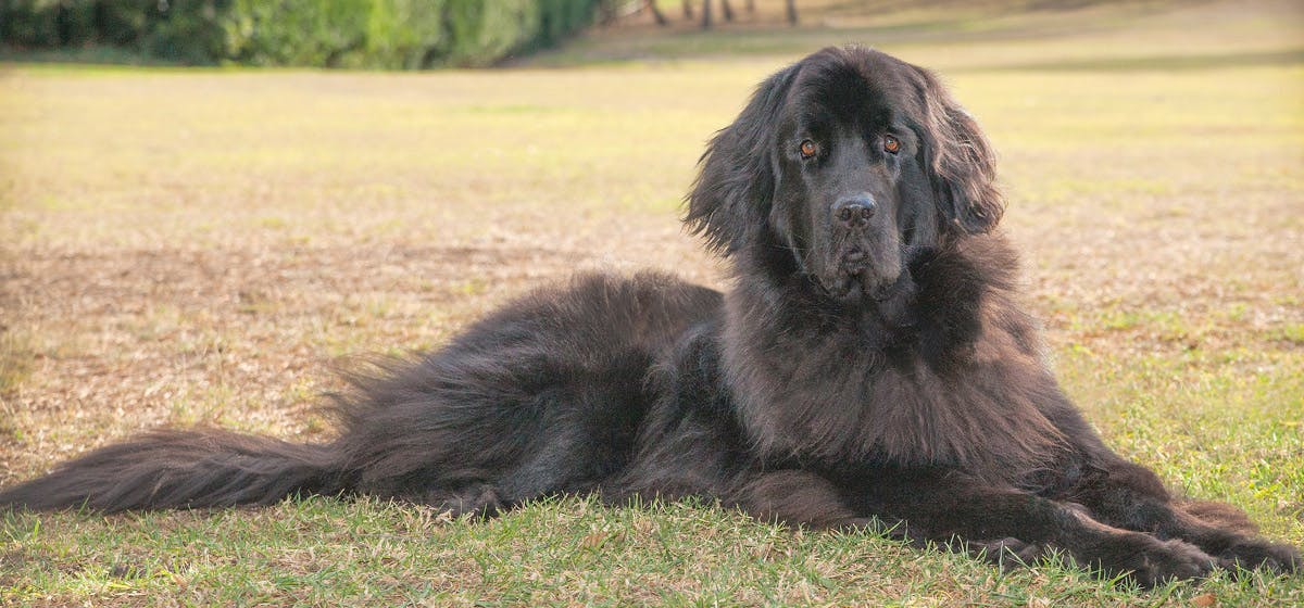 can-newfoundland-dogs-live-in-florida