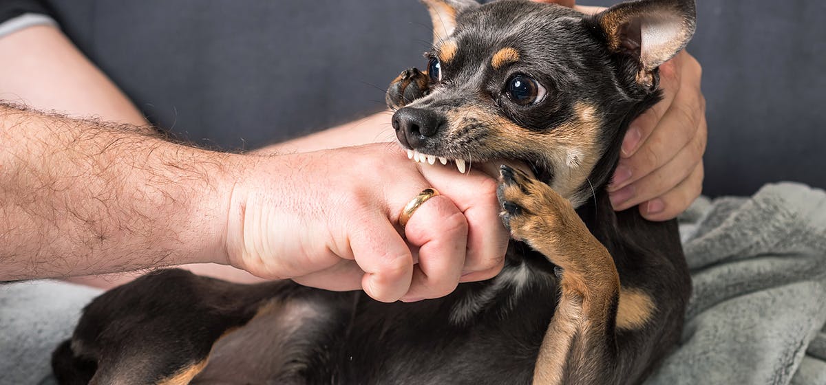 can-dog-bites-get-infected