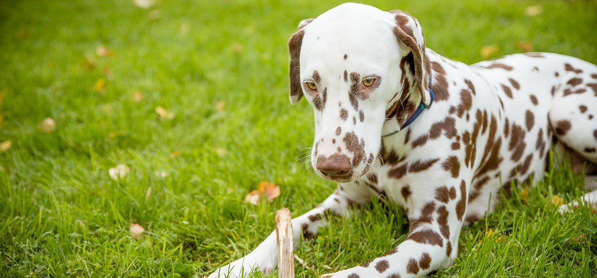 can-dogs-use-human-ear-drops