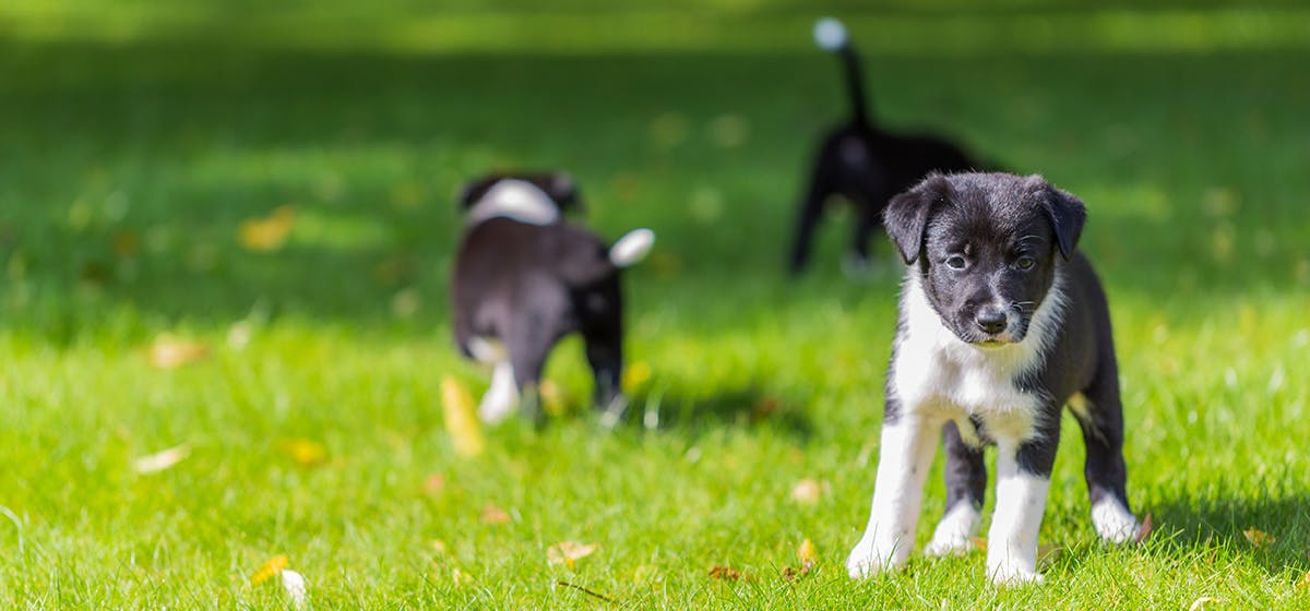 can-dogs-live-with-house-rabbits