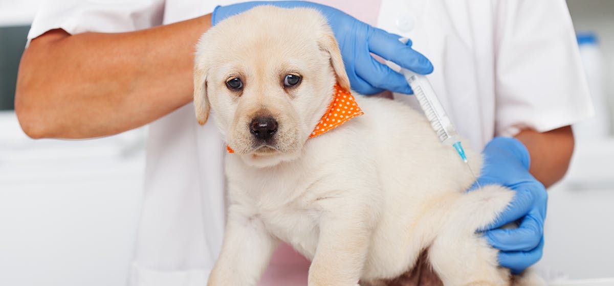 can-dogs-be-treated-for-rabies