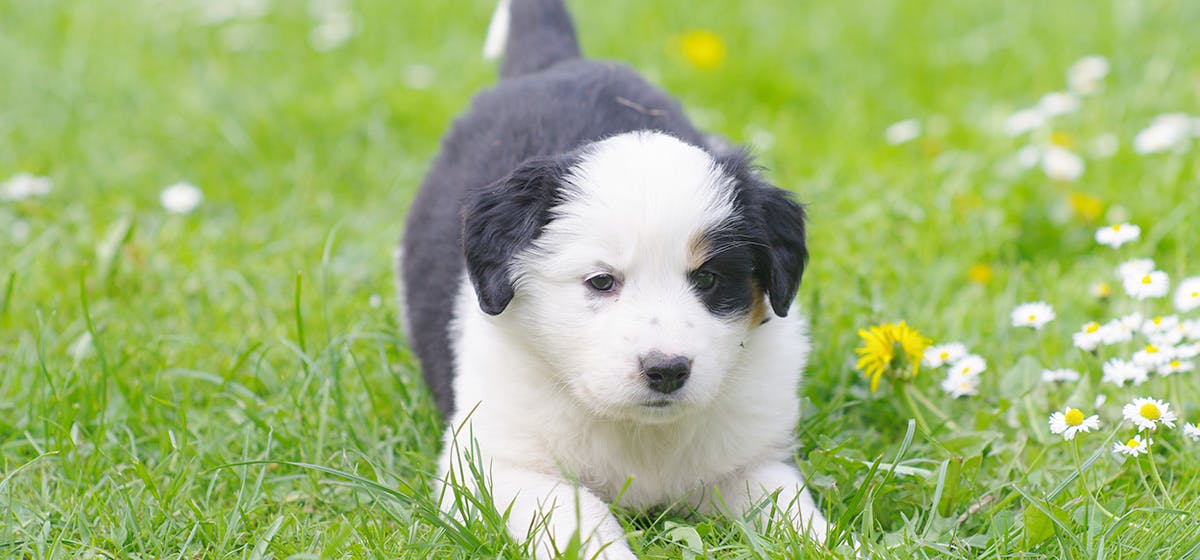 can-dogs-be-under-the-weather