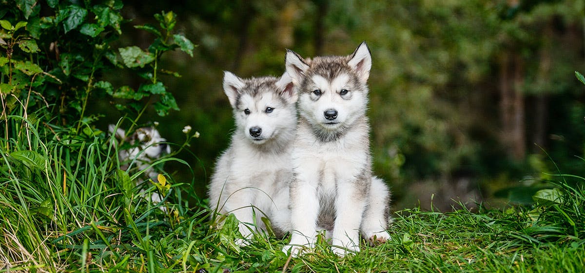 can-dogs-learn-sign-language