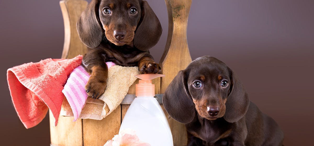 can you give a dog a bath with baby shampoo