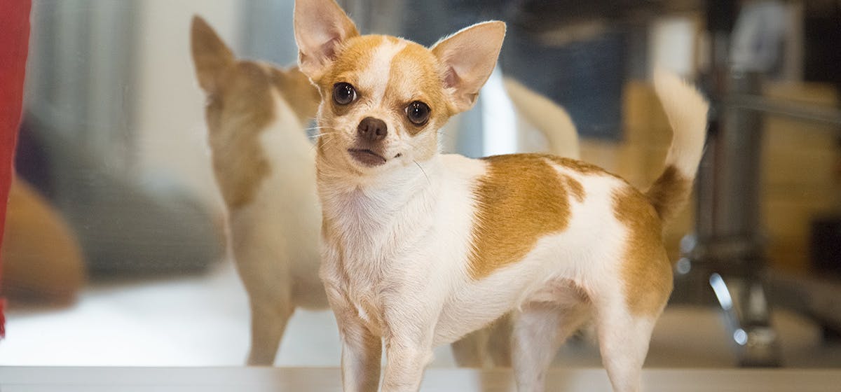 can-dogs-identify-themselves-in-a-mirror