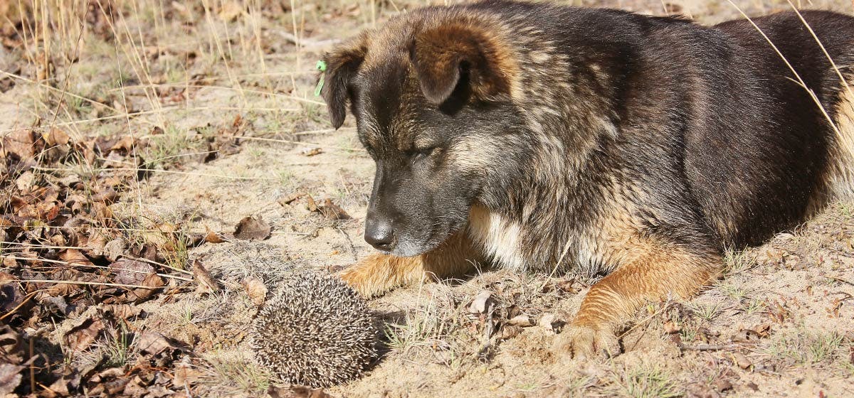 can dogs catch anything from hedgehogs