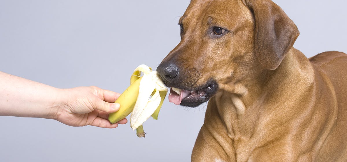 can-dogs-live-longer-eating-human-food