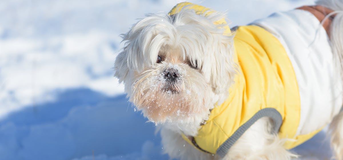 how long can a dog survive in the cold