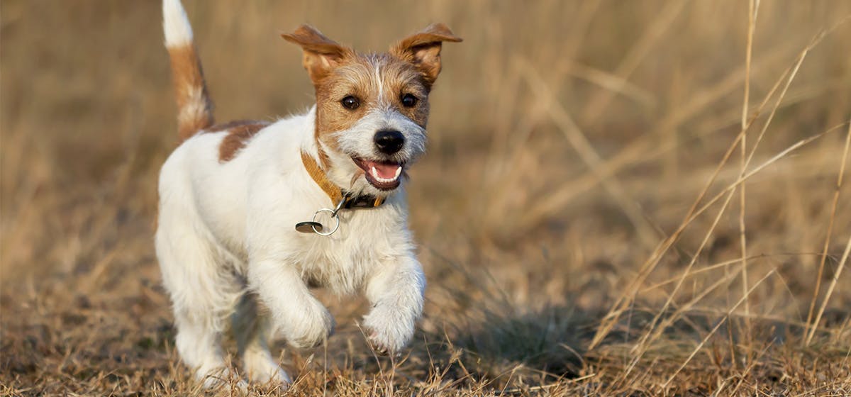 Can Dogs Run Long Distances? Wag!