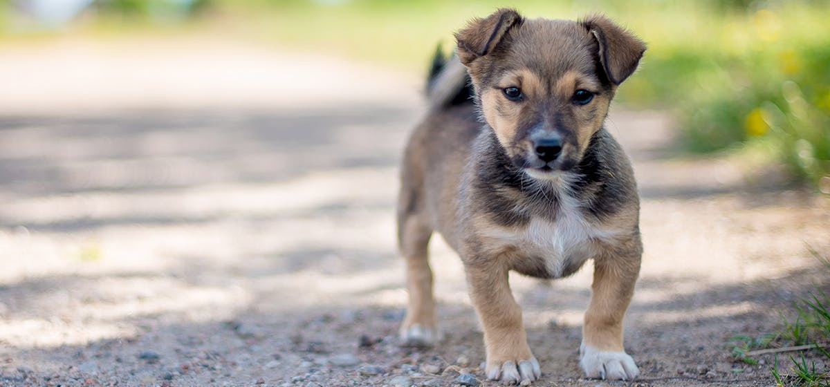 can-blind-dogs-live-a-happy-life