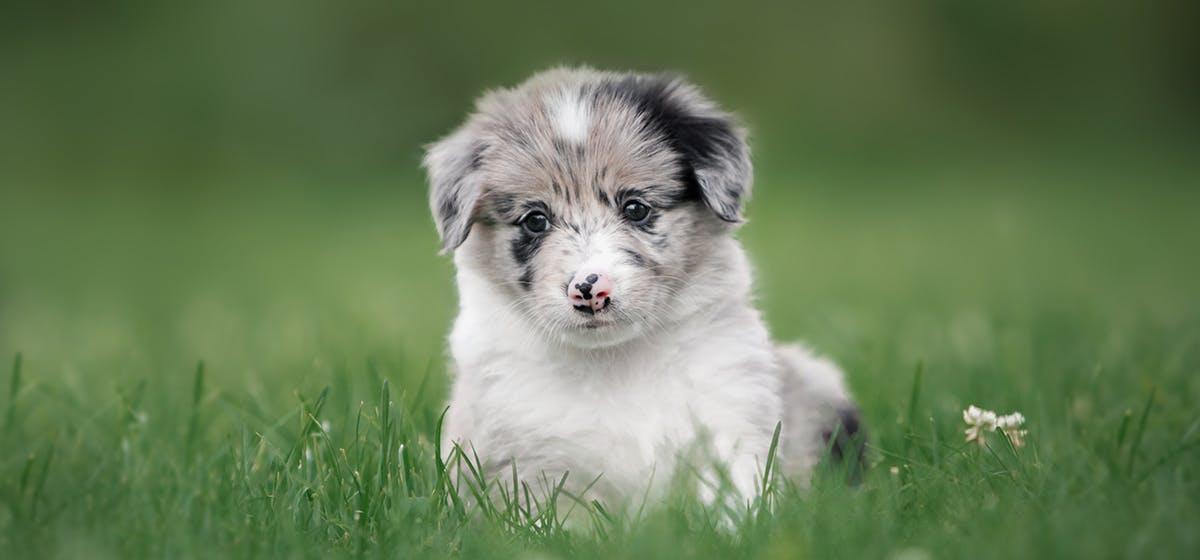 Can Dogs Taste Cashews? - Wag!