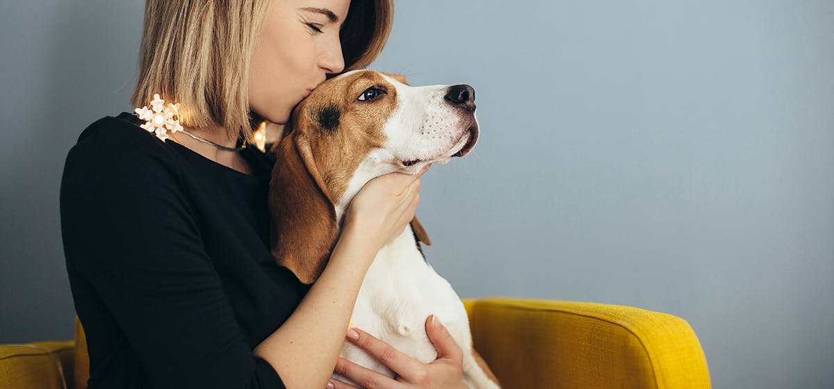 do dogs like to be kissed on the nose