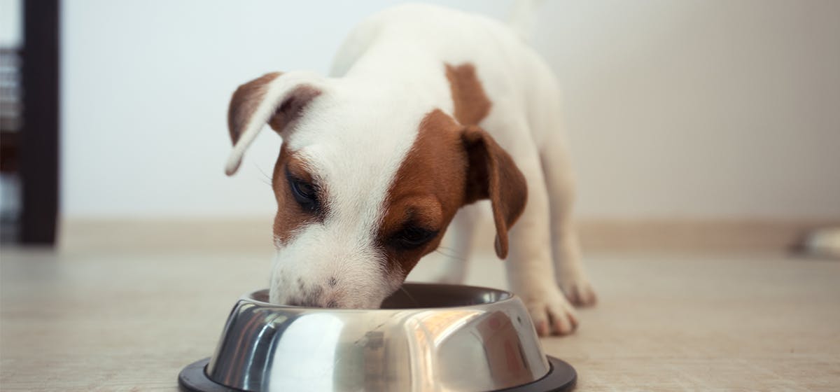 can-dogs-smell-through-aluminum-foil