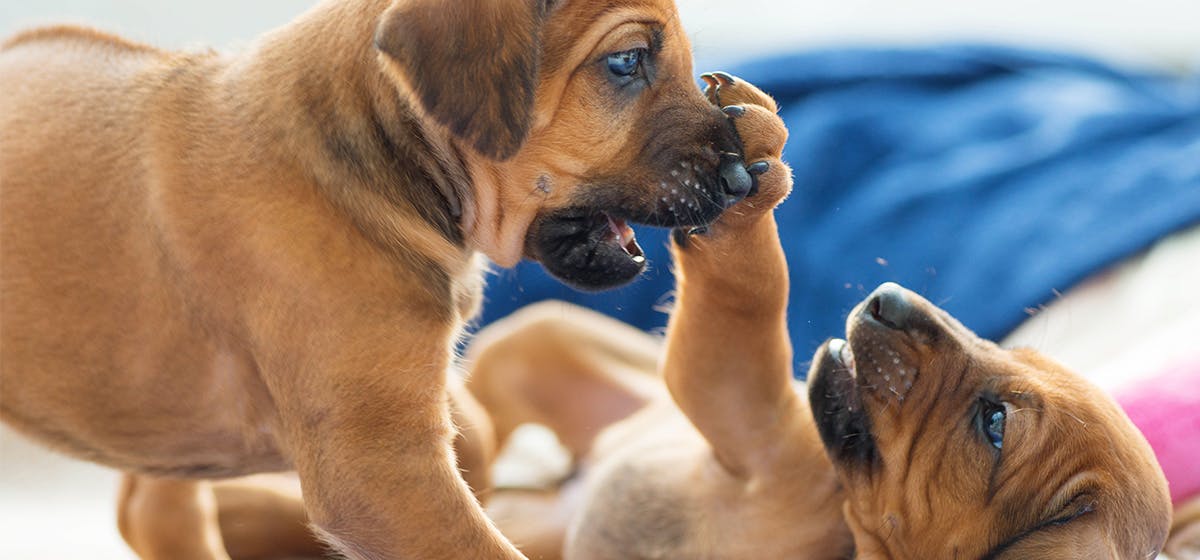 can-dogs-tell-identical-twins-apart