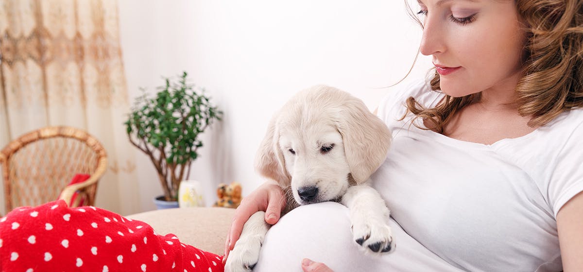 Can dogs sense that you store are pregnant