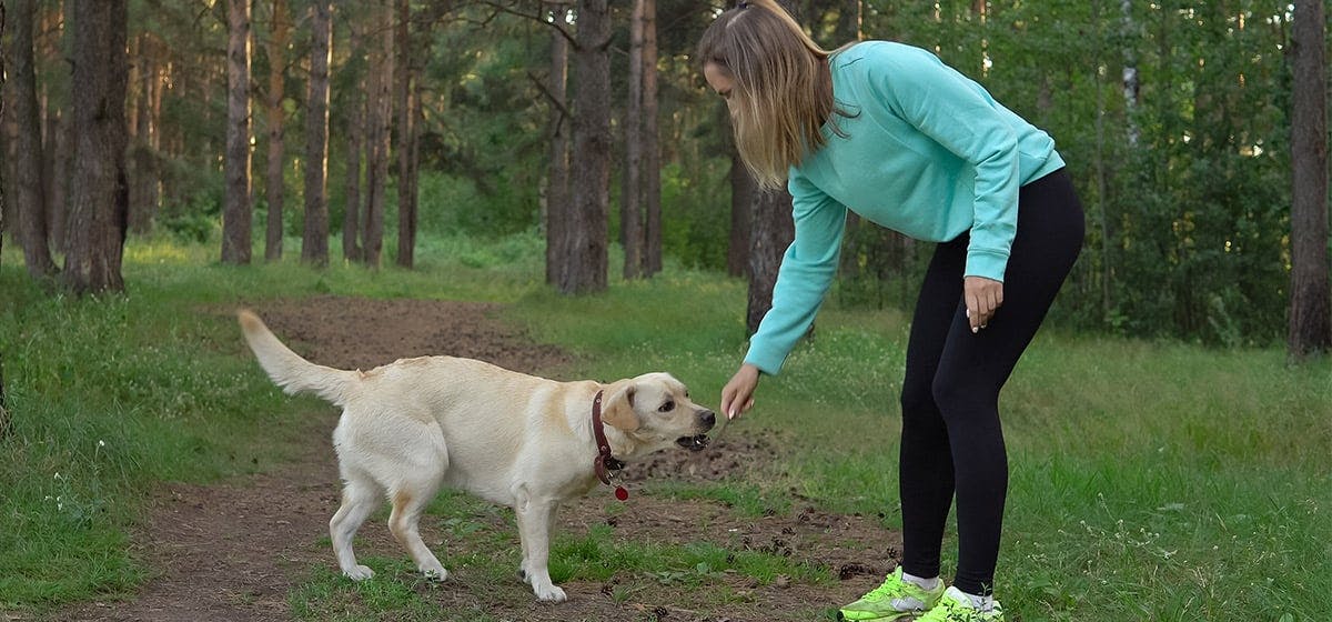 can dogs smell snakes