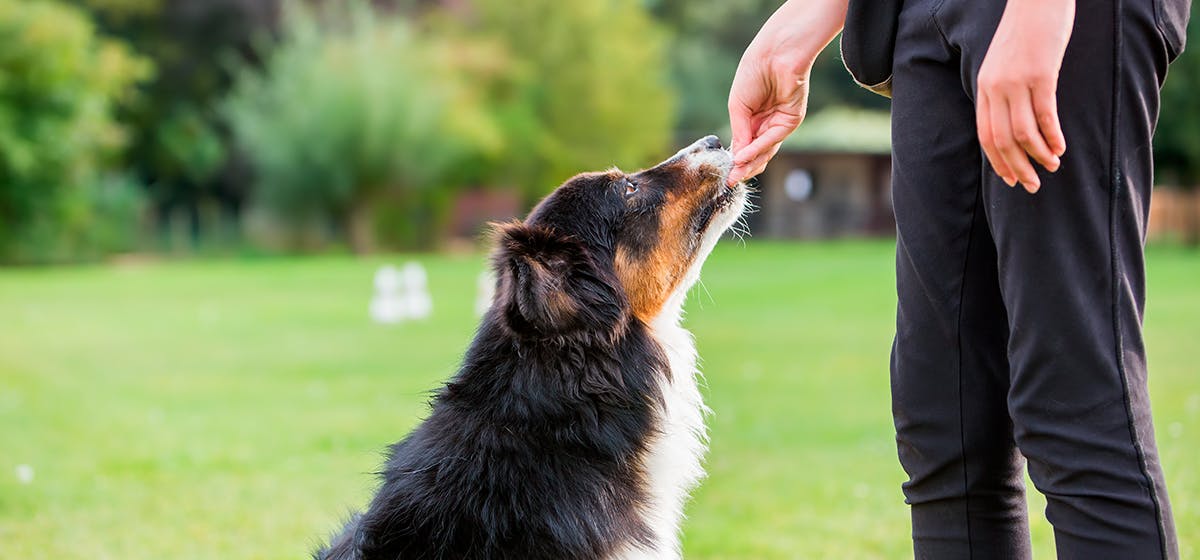 can dogs feel rhythm