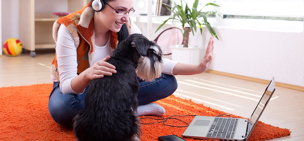can-dogs-hear-over-skype