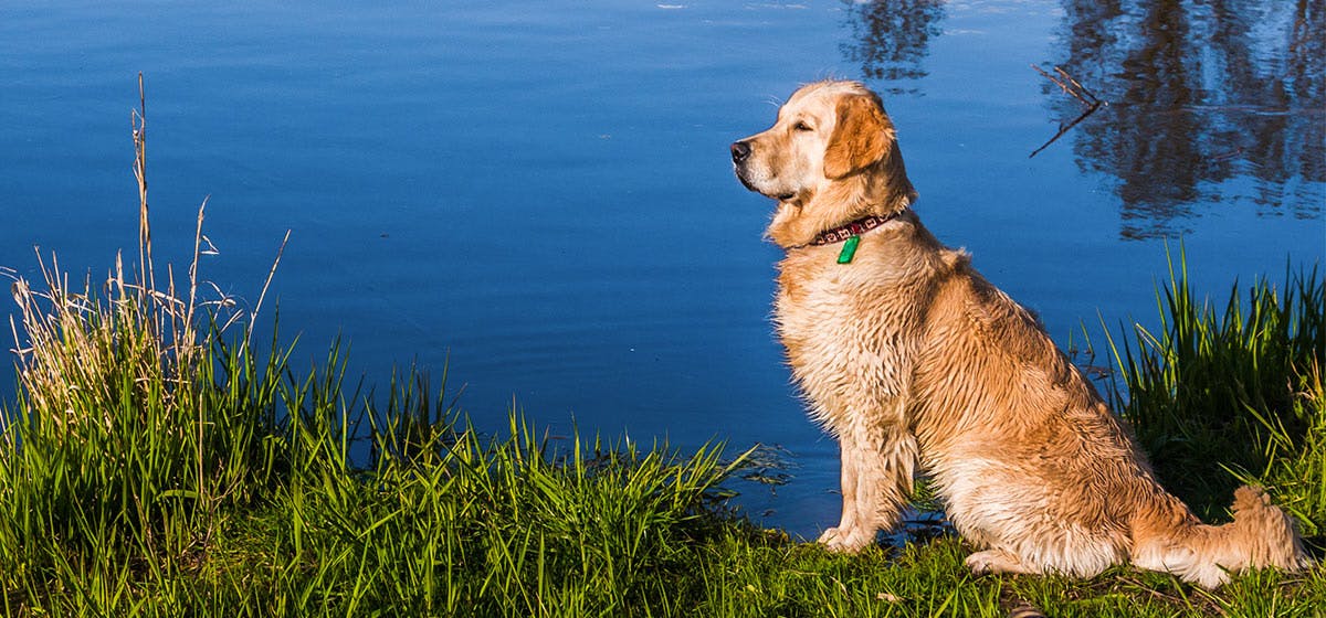 can-dogs-smell-alligators