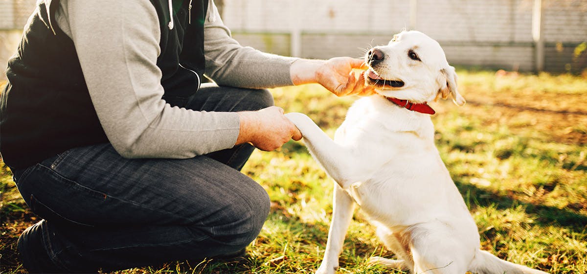 can-dogs-feel-their-nails