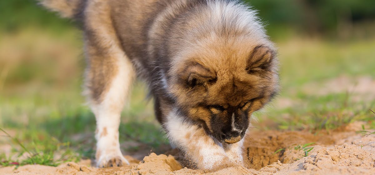 can dogs poop on command