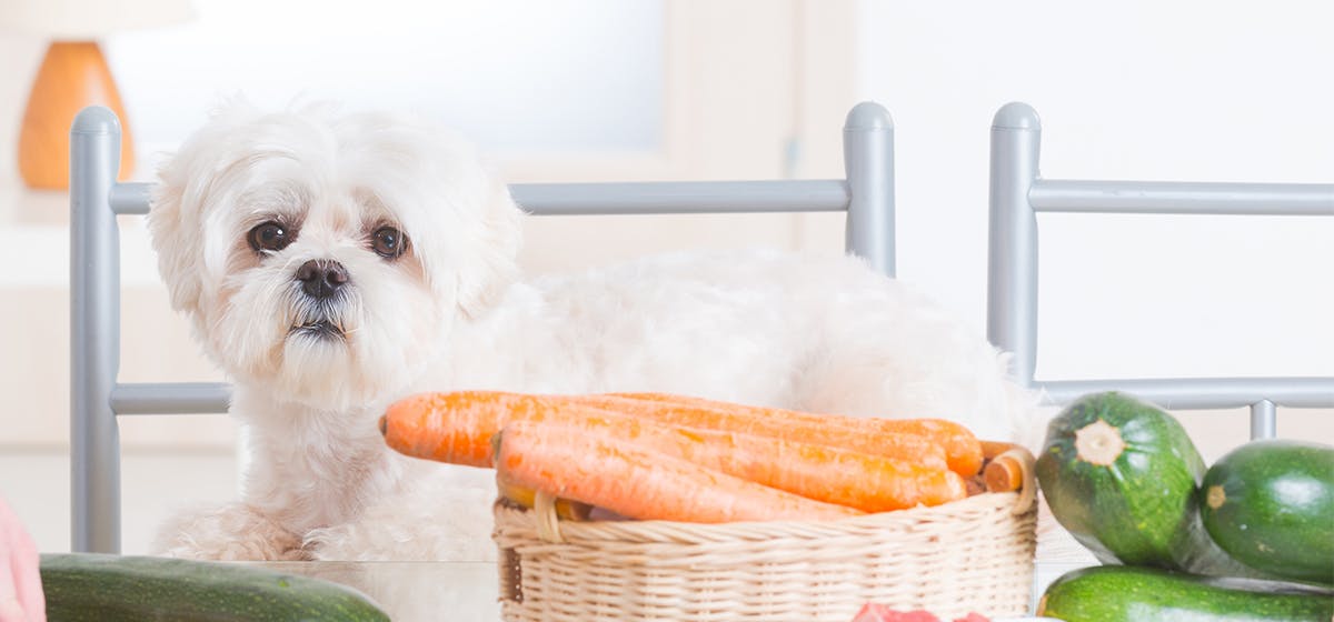 can dogs taste their food