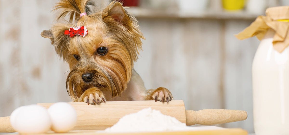 are baked beans good for dogs